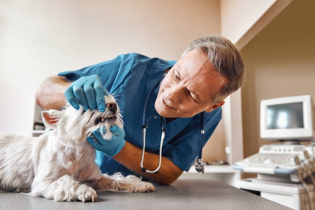 Best After-Hours Dental Trauma Care in Spout Springs, NC